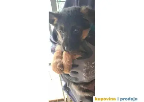 Nemački Ovčar štenci - 5/6