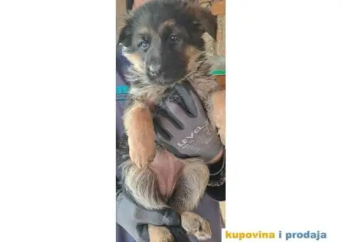Nemački Ovčar štenci - 6/6