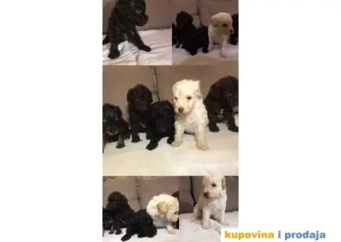 Patuljasta Pudla štenci - 1/9