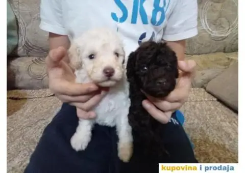 Patuljasta Pudla štenci - 2/9