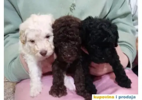 Patuljasta Pudla štenci - 3/9