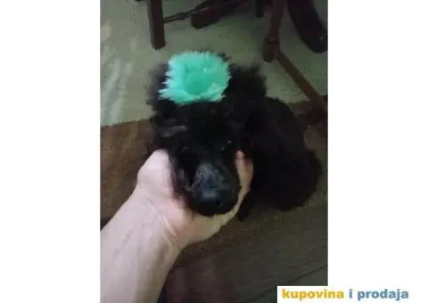 Patuljasta Pudla štenci - 4/9