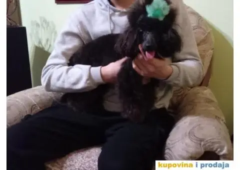 Patuljasta Pudla štenci - 5/9