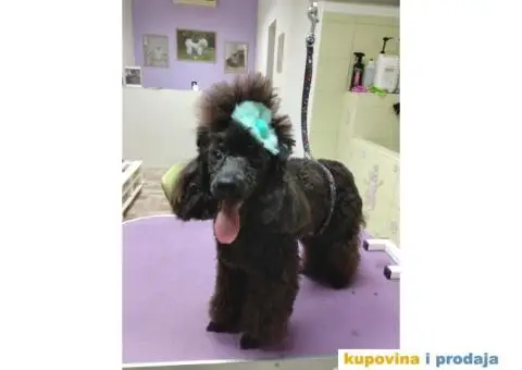 Patuljasta Pudla štenci - 6/9