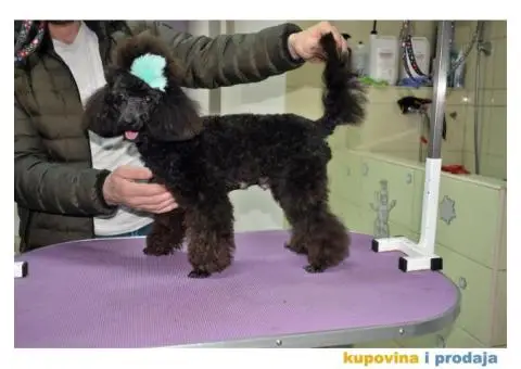 Patuljasta Pudla štenci - 8/9