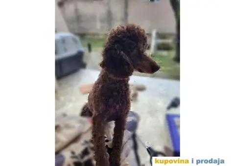 Patuljasta Pudla štenci - 9/9