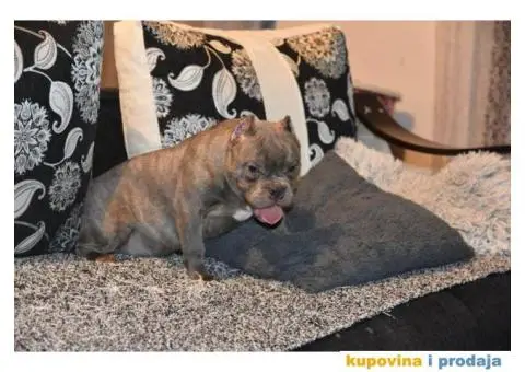 Micro Bully - Mikro Buli - 1/4