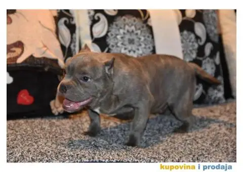 Micro Bully - Mikro Buli - 2/4