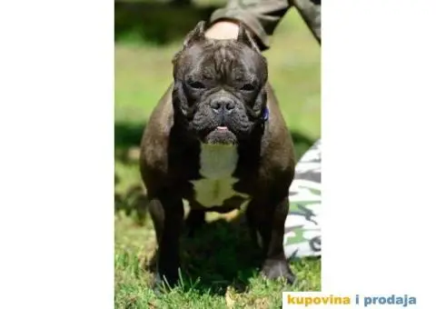 Micro Bully - Mikro Buli - 3/4