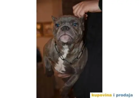 Micro Bully - Mikro Buli - 4/4