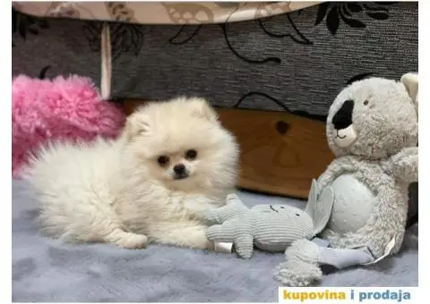 Pomeranac MINI štene - 1/12