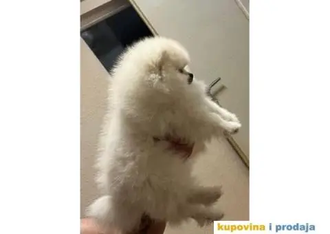 Pomeranac MINI štene - 2/12