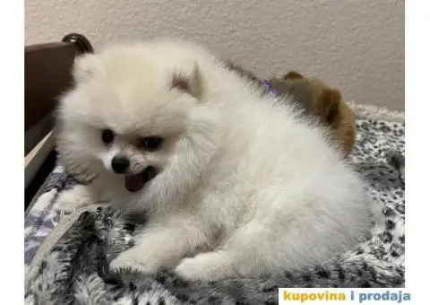 Pomeranac MINI štene - 3/12