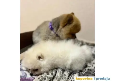 Pomeranac MINI štene - 4/12