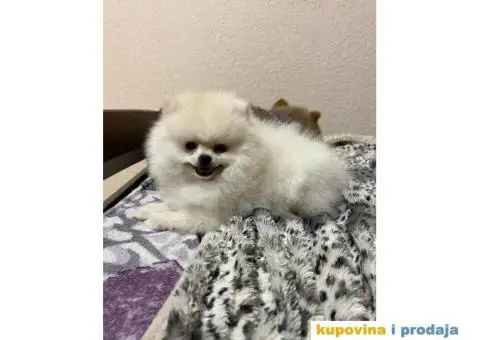 Pomeranac MINI štene - 5/12