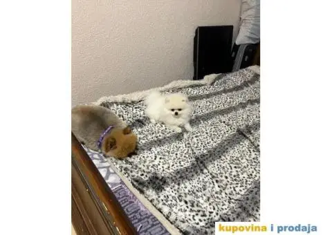 Pomeranac MINI štene - 6/12
