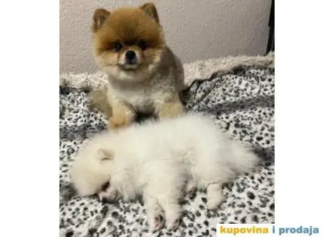 Pomeranac MINI štene - 7/12