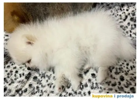 Pomeranac MINI štene - 8/12