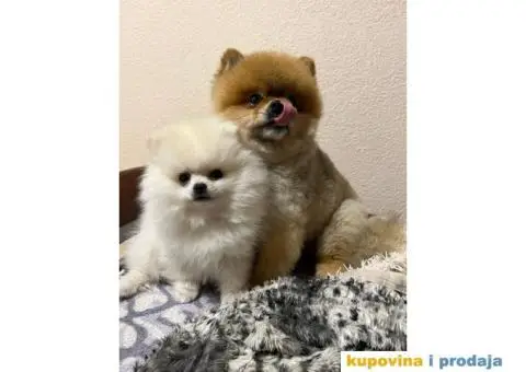 Pomeranac MINI štene - 9/12