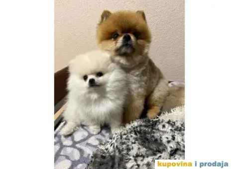 Pomeranac MINI štene - 10/12