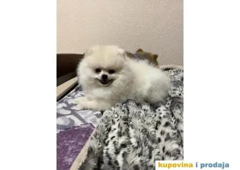 Pomeranac MINI štene - 11/12
