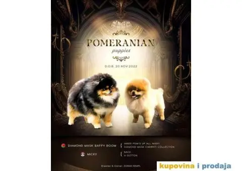 Pomeranac MINI štene - 12/12