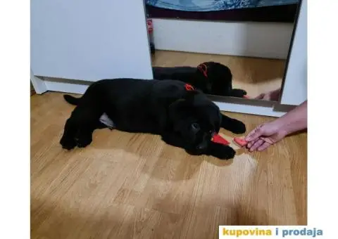 Labrador Retriver - 1/5