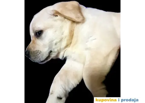 Labrador Retriver - 2/5