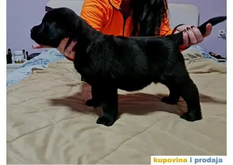 Labrador Retriver - 3/5