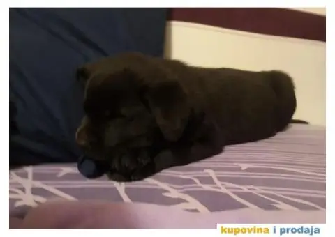 Labrador Retriver - 4/5