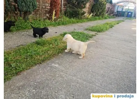 Labrador Retriver - 5/5