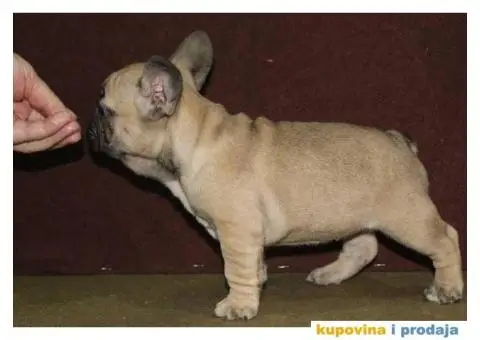 Francuski buldog - 2/10