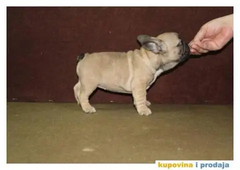 Francuski buldog - 3/10