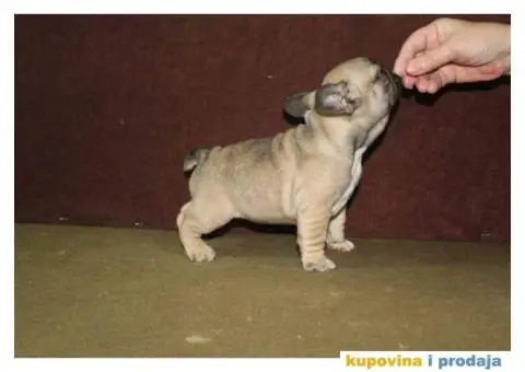 Francuski buldog - 4/10