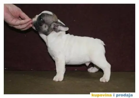 Francuski buldog - 8/10