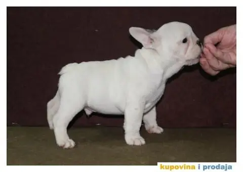 Francuski buldog - 9/10
