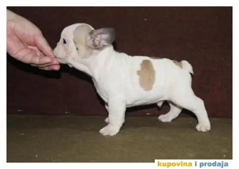 Francuski buldog - 10/10