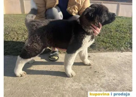 Američka Akita Vrhunski štenci - 1/6