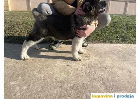 Američka Akita Vrhunski štenci - 2/6