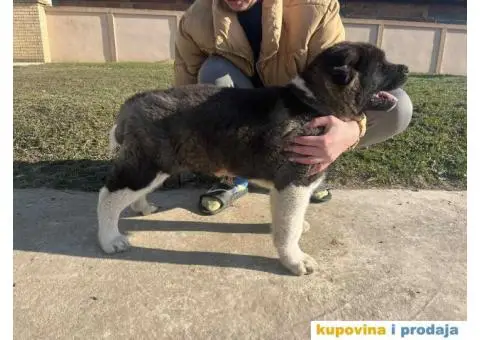 Američka Akita Vrhunski štenci - 3/6