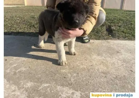 Američka Akita Vrhunski štenci - 4/6