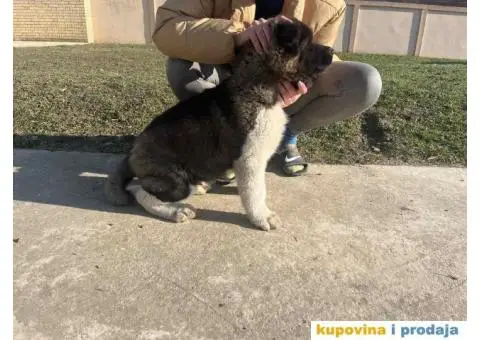 Američka Akita Vrhunski štenci - 5/6