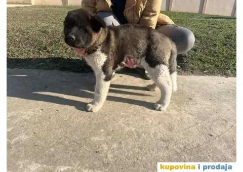 Američka Akita Vrhunski štenci - 6/6