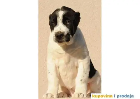 Srednjeazijski ovčar VRHUNSKI štenci - 1/12