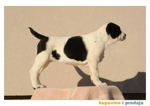 Srednjeazijski ovčar VRHUNSKI štenci - 2/12