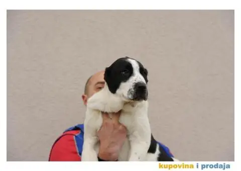 Srednjeazijski ovčar VRHUNSKI štenci - 7/12