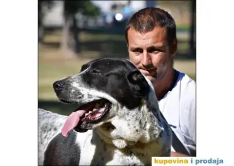 Srednjeazijski ovčar VRHUNSKI štenci - 10/12