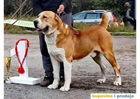 Srednjeazijski ovčar VRHUNSKI štenci - 11/12