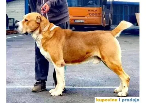 Srednjeazijski ovčar VRHUNSKI štenci - 12/12