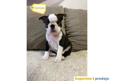 Boston Terijer - 1/5